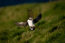 Remote Icelandic Community Fights To Save Pufflings With Puffin Patrols