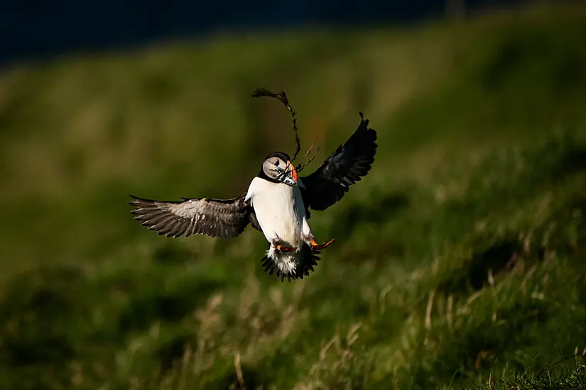 Remote Icelandic Community Fights To Save Pufflings With Puffin Patrols