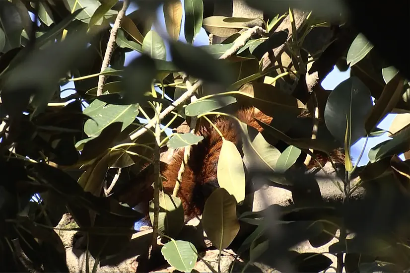 Red Panda Found In Fig Tree After Escaping Australian Zoo