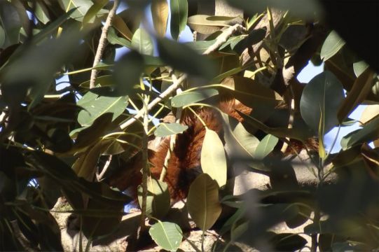 Red Panda Found In Fig Tree After Escaping Australian Zoo