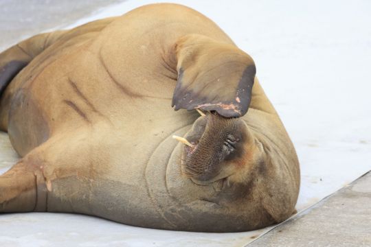 Campaign Under Way In Norway To Erect Statue Of Euthanised Walrus