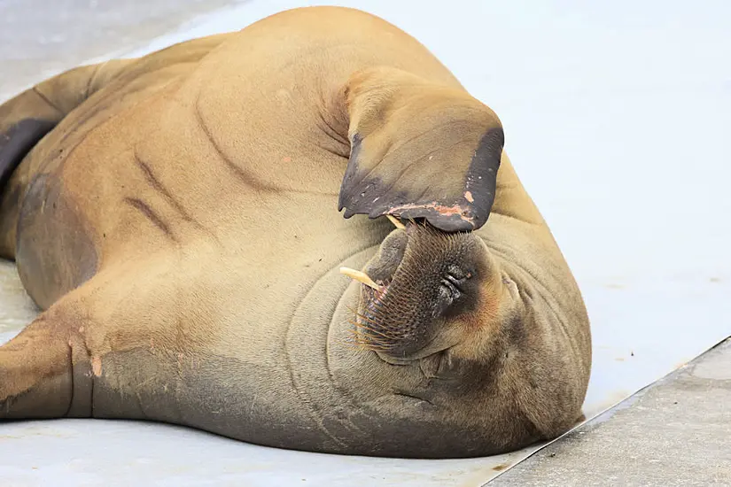 Campaign Under Way In Norway To Erect Statue Of Euthanised Walrus