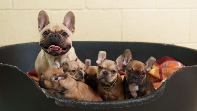 Dogs Trust Issues Warning About 'Flat-Faced' Breeds After Rescuing 17 Dogs From Puppy Farm