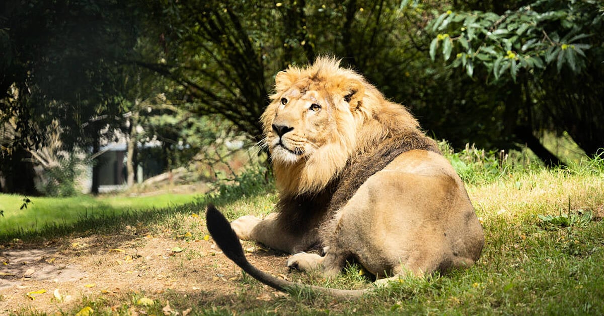 Fota Wildlife Park в Корк е бил засегнат от кибератака