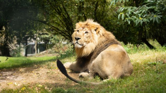 Endangered Asiatic Lion Now Taking Visitors At Fota Wildlife Park