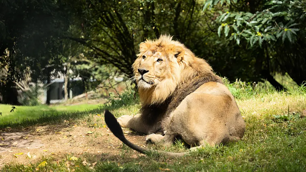 Endangered Asiatic Lion Now Taking Visitors At Fota Wildlife Park