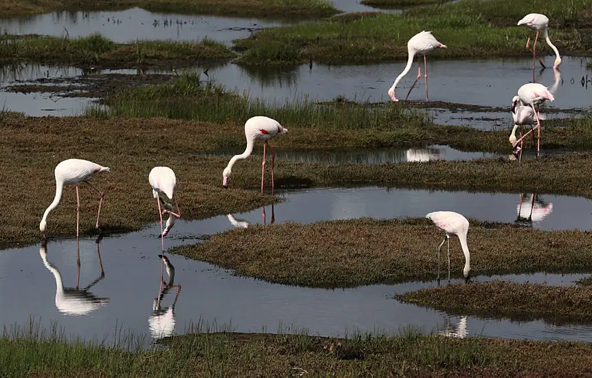 Changing Weather Patterns Caused By Climate Change Threatening Migratory Birds