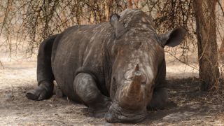 Poaching Of Rhinos ‘Shows Encouraging Decline But Remains An Acute Threat’