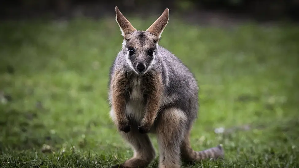 Wallaby On The Loose In Co Tyrone