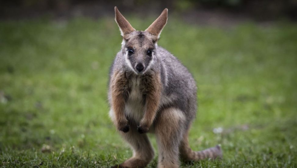 Wallaby On The Loose In Co Tyrone