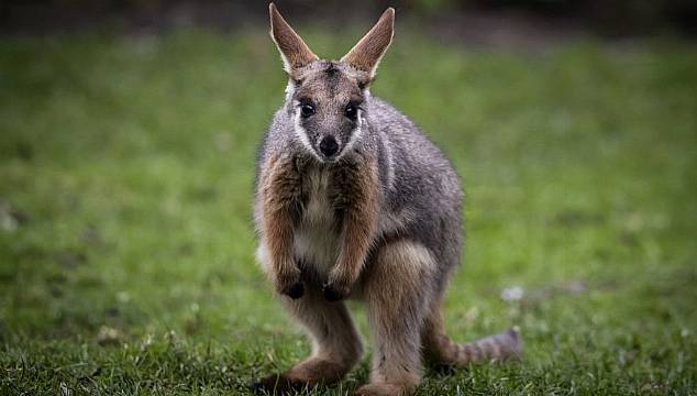 Missing Wallaby Found After Three Days On The Run In Tyrone