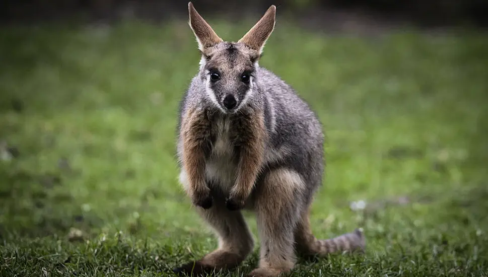 Missing Wallaby Found After Three Days On The Run In Tyrone