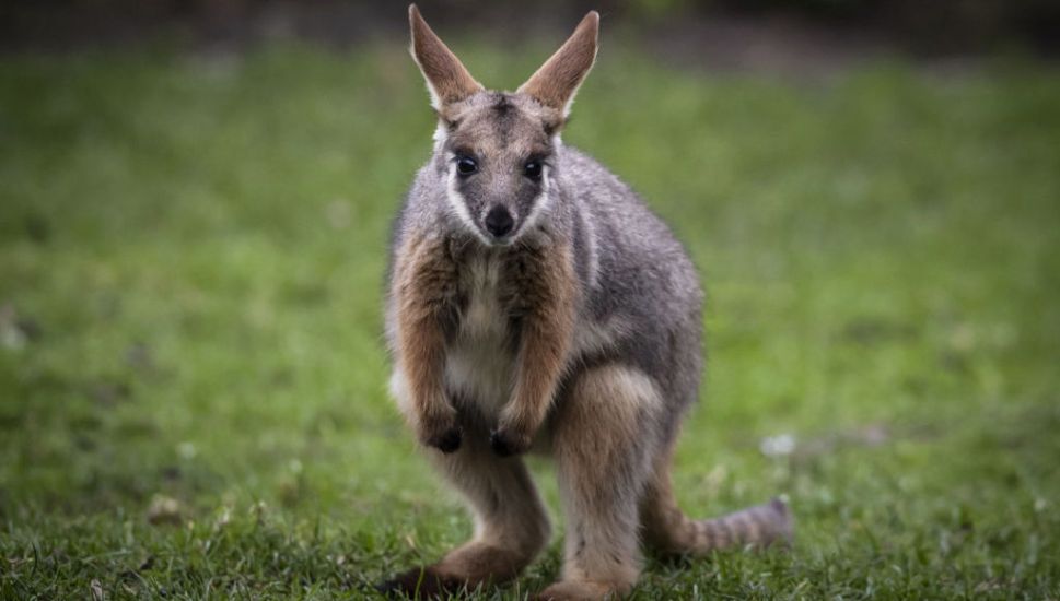 Missing Wallaby Found After Three Days On The Run In Tyrone