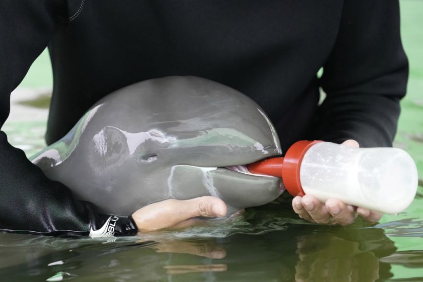 Sick Dolphin Calf Improves With Tube-Fed Milk And Helping Hands