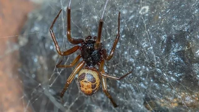 Noble False Widow Spider 230 More Poisonous Than Common Irish Species