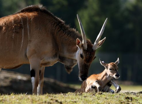Man Gored To Death By Antelope In Swedish Animal Park