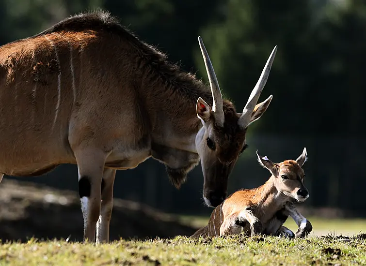 Man Gored To Death By Antelope In Swedish Animal Park