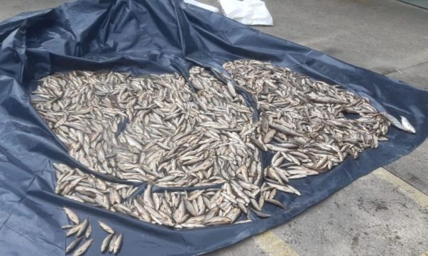 Over 2,000 Fish Found Dead In Co Donegal River