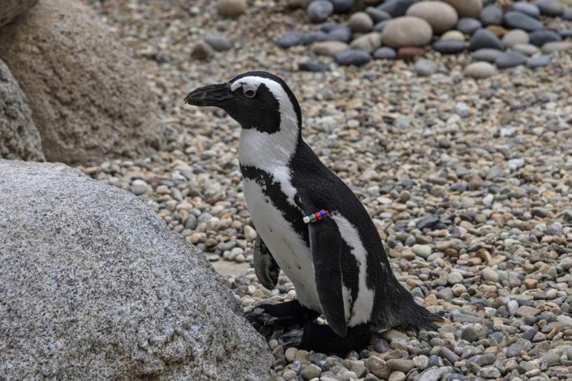 San Diego Zoo Penguin Fitted With Orthopaedic Footwear