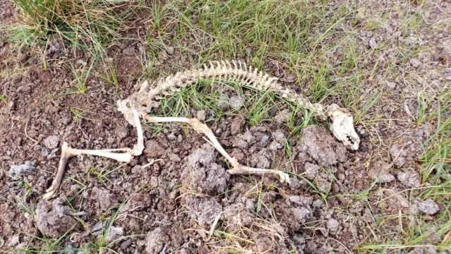 Remains Of Several Greyhounds Found In Bog 2Km From Newbridge Greyhound Stadium