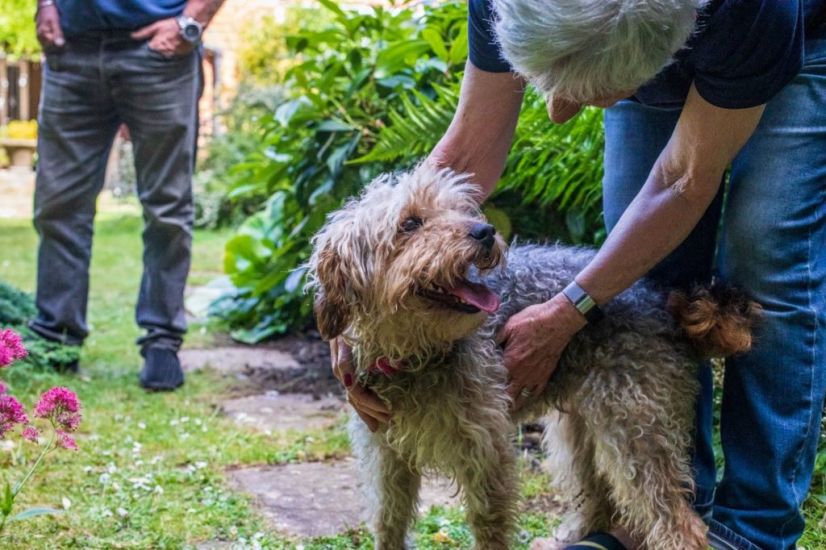 Dog Thrown From Lorry At 50Mph Finds New Home And Happiness