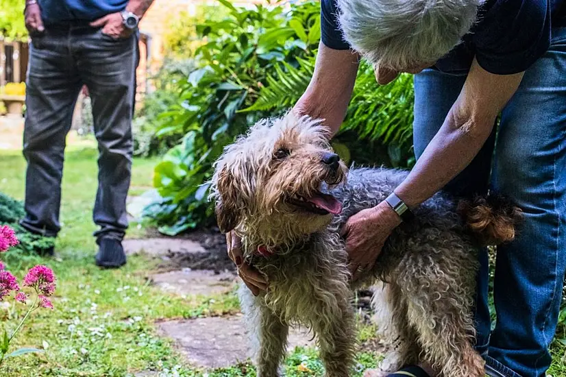 Dog Thrown From Lorry At 50Mph Finds New Home And Happiness