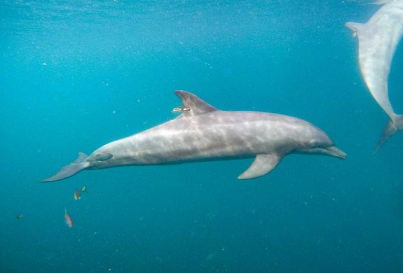 Rescued Dolphins Swim Free From Rehabilitation Centre In Indonesia