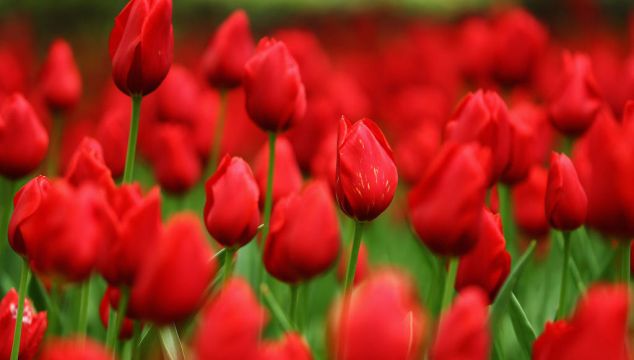 No Tulips From Amsterdam? Gas Crisis Hits Dutch Greenhouses