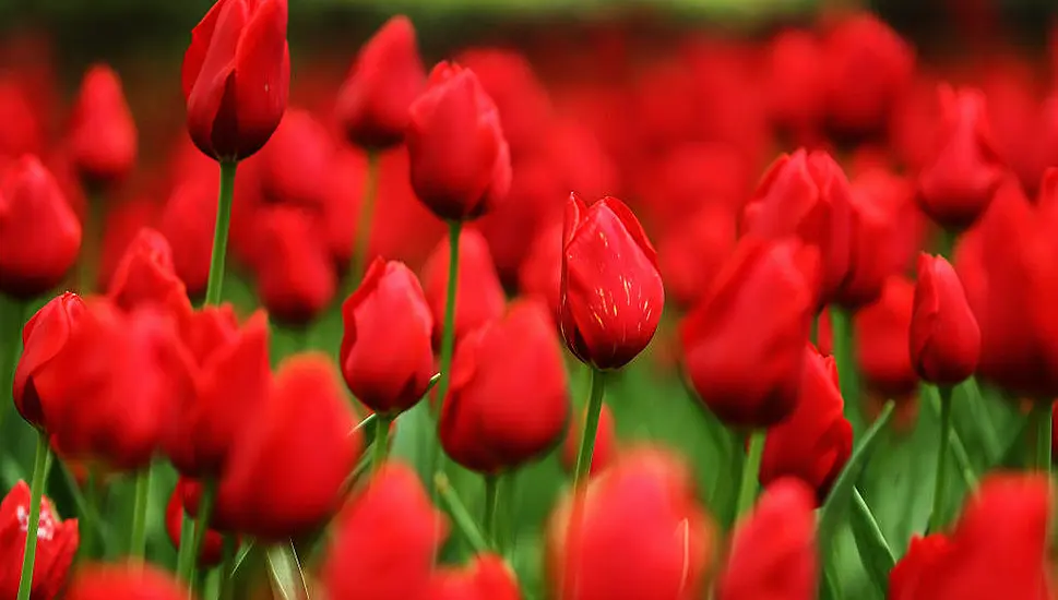 No Tulips From Amsterdam? Gas Crisis Hits Dutch Greenhouses