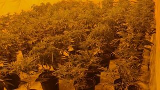 Two Arrested Following Cannabis Plant Seizure Worth €465,000 In Co Galway