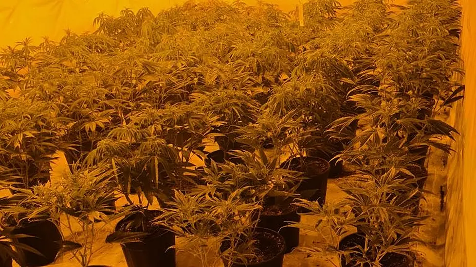 Two Arrested Following Cannabis Plant Seizure Worth €465,000 In Co Galway