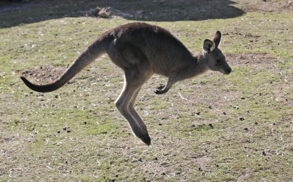 Man (77) Killed By Kangaroo In South-West Australia