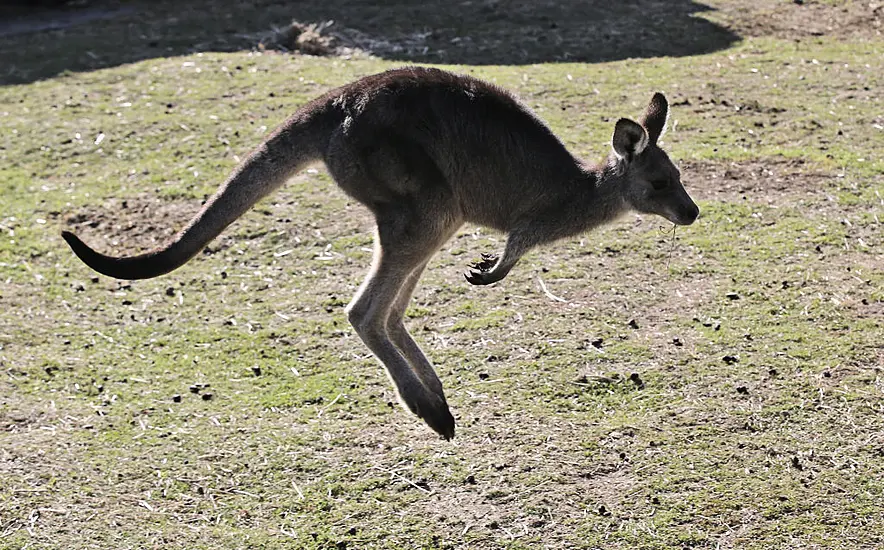 Man (77) Killed By Kangaroo In South-West Australia