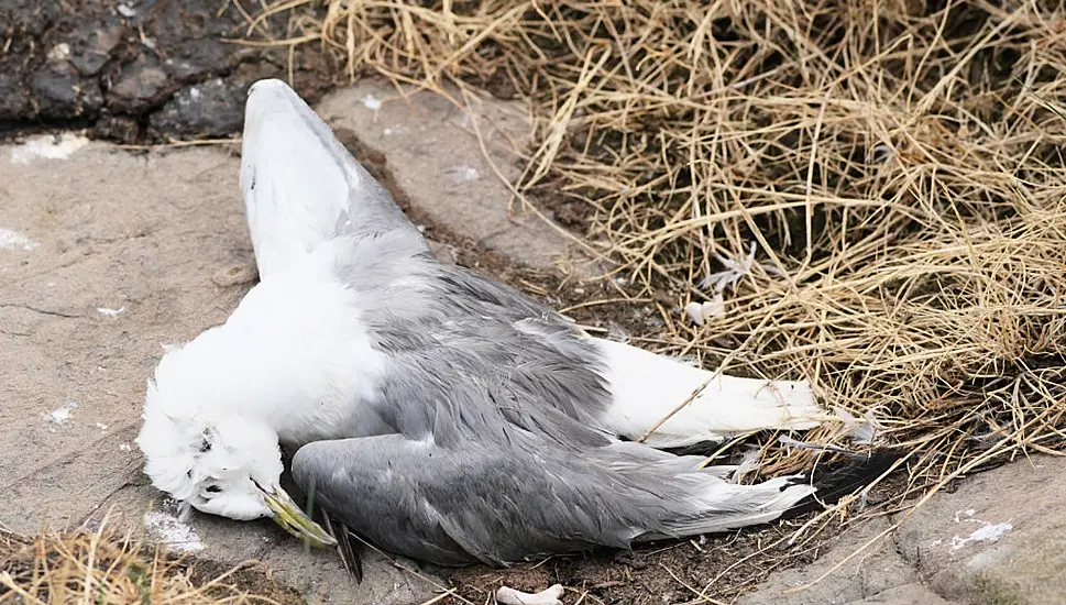 Wexford County Council Issues Warning As Avian Flu Kills Hundreds Of Birds