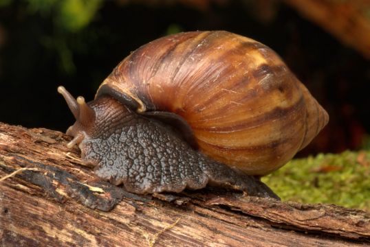Trail Of Slime Leads German Customs Officials To Bags Of Giant Snails