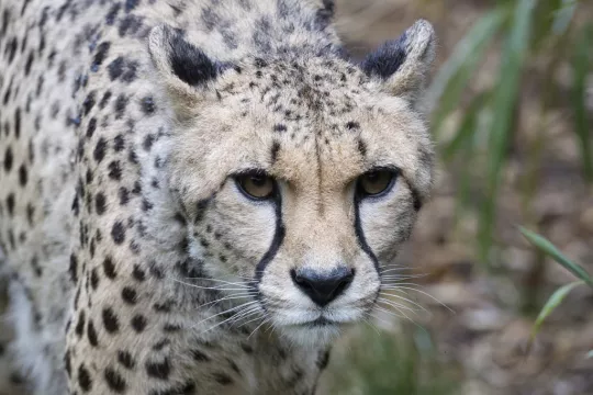 Cheetahs To Be Flown To India In Attempt At Reintroduction After 70 Years
