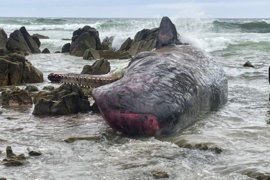 Fourteen Dead Sperm Whales Found Beached On Australian Island