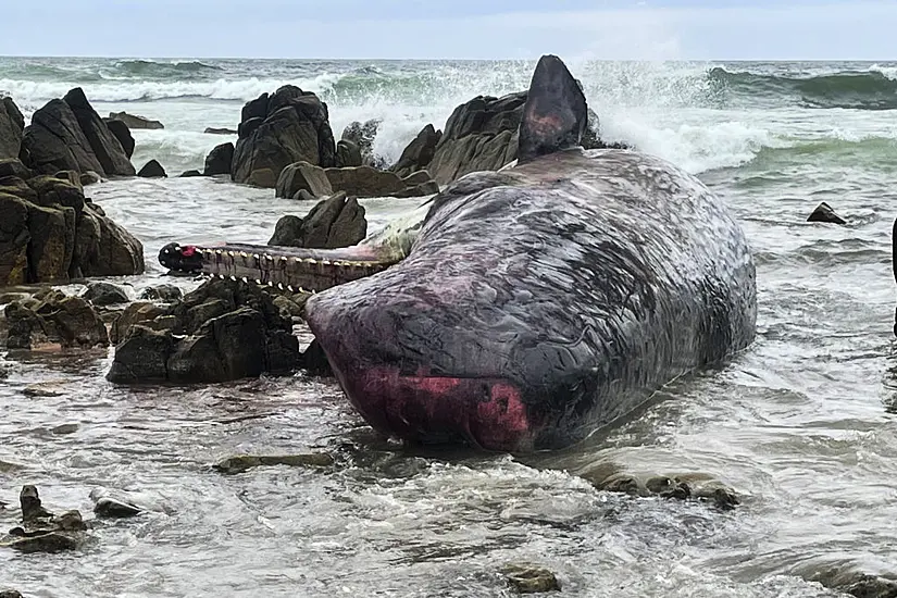 Fourteen Dead Sperm Whales Found Beached On Australian Island