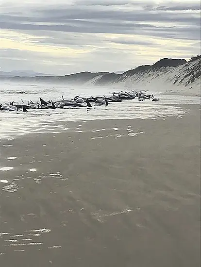 Rescue Efforts Under Way As 230 Whales Beached In Tasmania