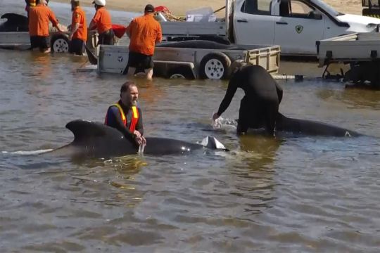 32 Pilot Whales Rescued Out Of 230 Stranded On Australian Coast