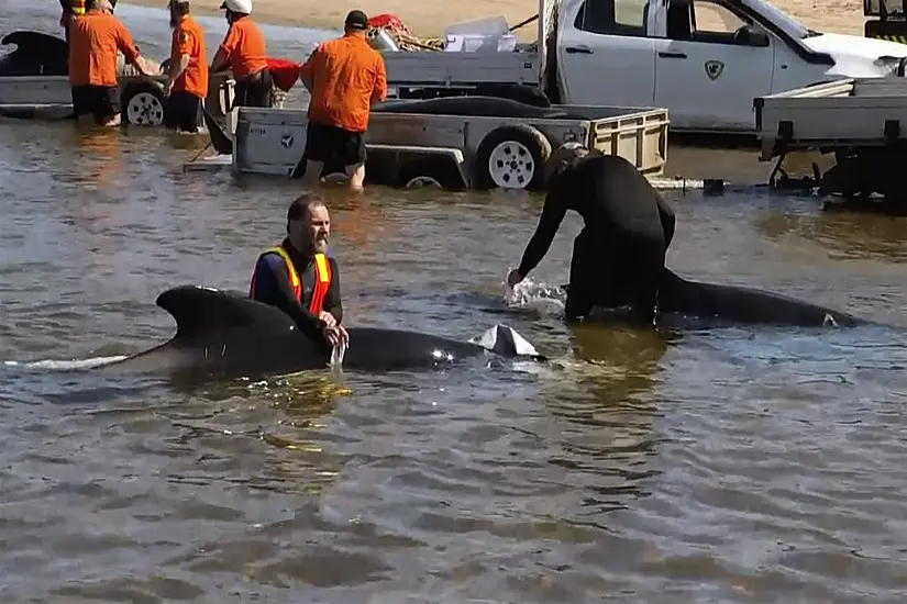 32 Pilot Whales Rescued Out Of 230 Stranded On Australian Coast