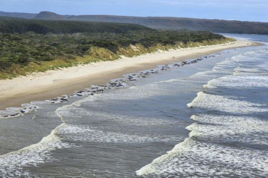 Two More Whales Die In Australia As Stranding Deaths Reach 200