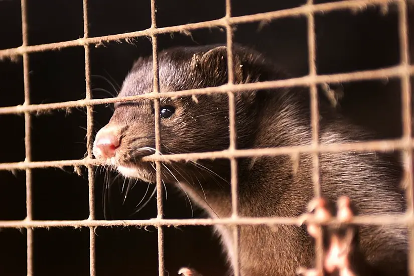 Denmark To Allow Mink Breeding To Resume Next Year