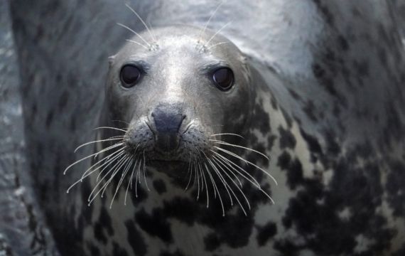 Seal ‘Surrenders’ At Us Police Station After Avoiding Capture In Pond