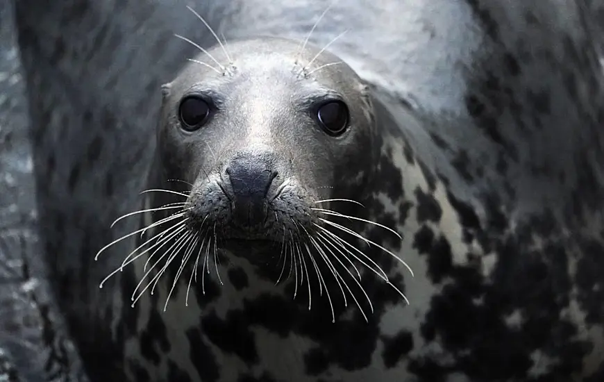 Seal ‘Surrenders’ At Us Police Station After Avoiding Capture In Pond