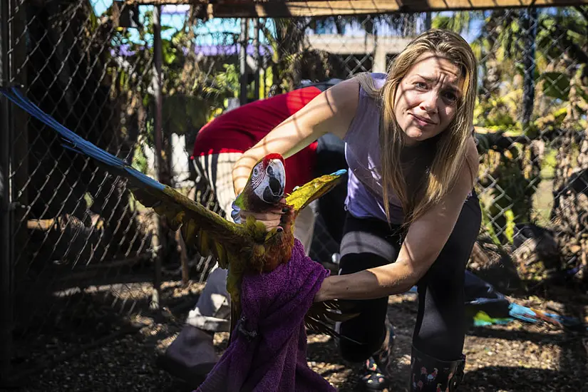 Rescuers Flock Together To Save 275 Parrots Stranded By Hurricane Ian