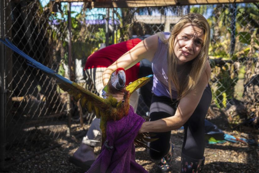 Rescuers Flock Together To Save 275 Parrots Stranded By Hurricane Ian