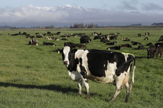 New Zealand Proposes Taxing Cow Burps As Part Of Plan To Tackle Climate Change