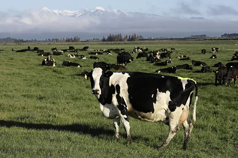 New Zealand Proposes Taxing Cow Burps As Part Of Plan To Tackle Climate Change