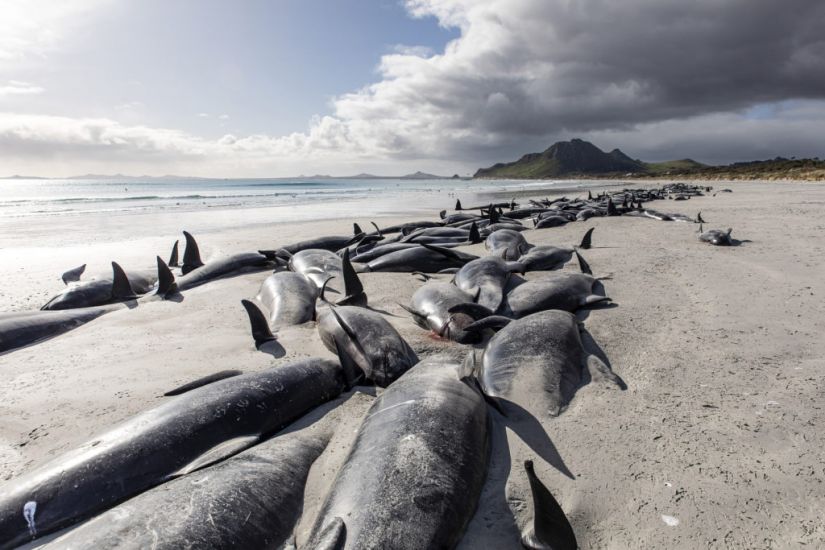 Over 450 Whales Die In ‘Heartbreaking’ New Zealand Strandings